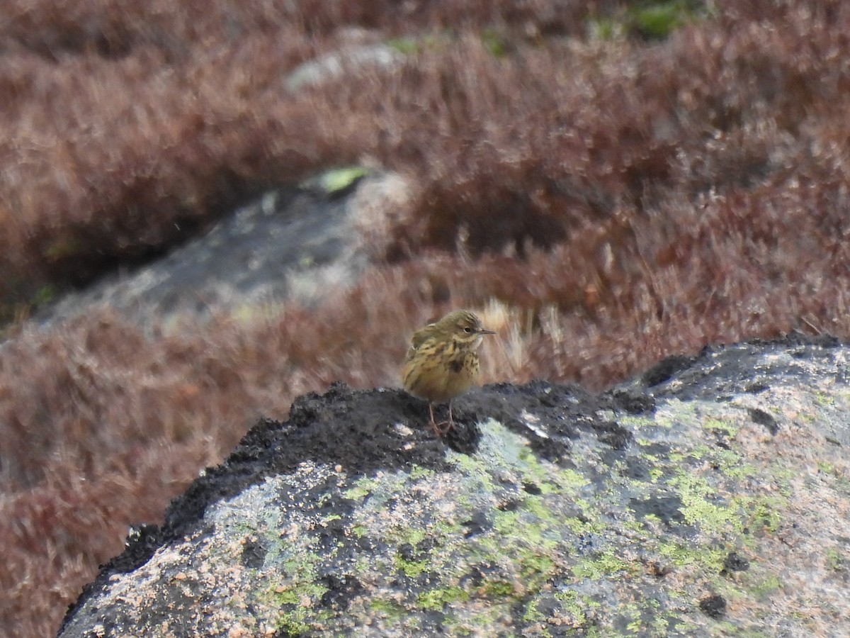 Meadow Pipit - ML617972555