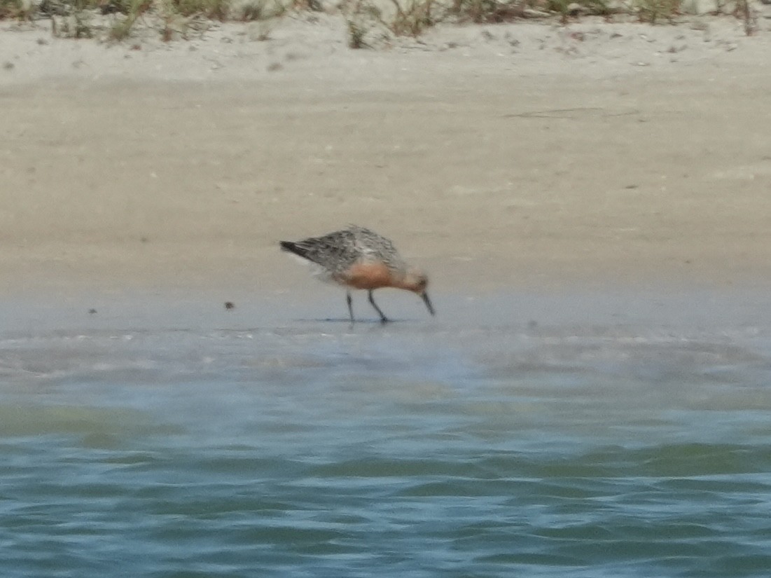Red Knot - ML617972562
