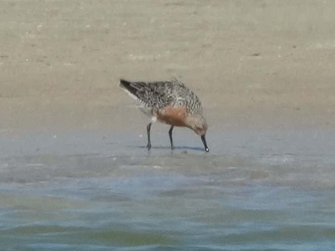 Red Knot - ML617972563