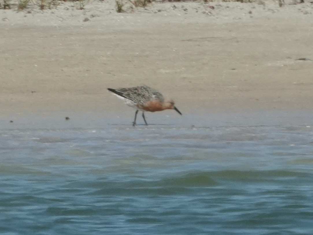 Red Knot - ML617972564
