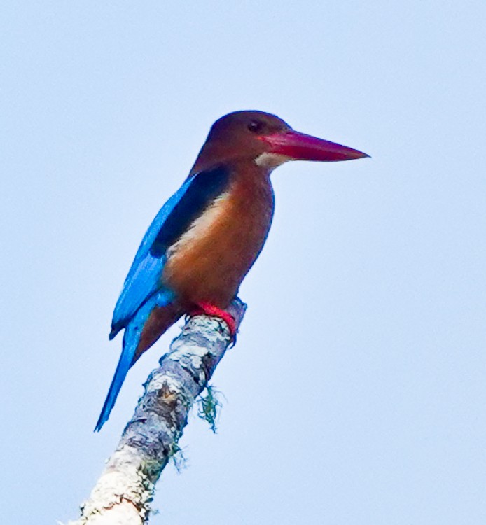 Brown-breasted Kingfisher - ML617972589