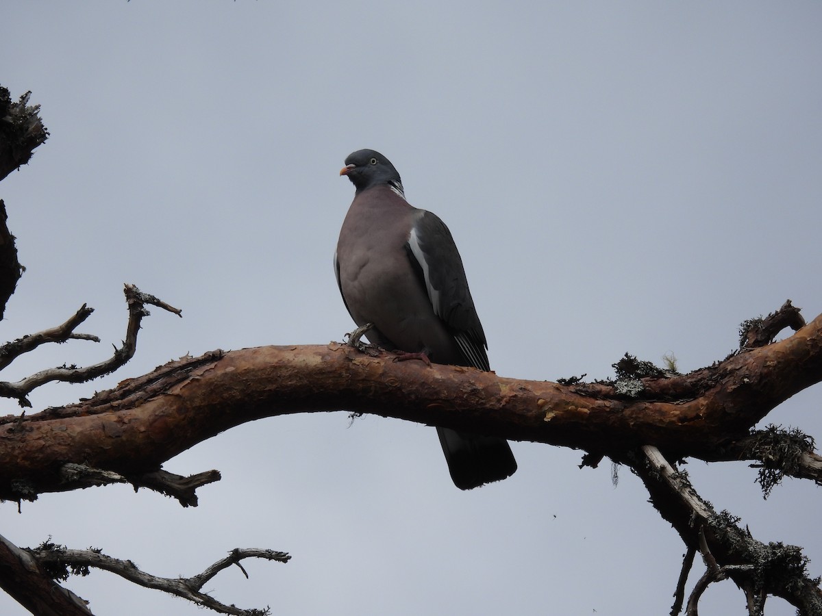 Common Wood-Pigeon - Mike Coulson