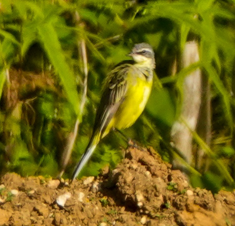 Eastern Yellow Wagtail - Arden Anderson