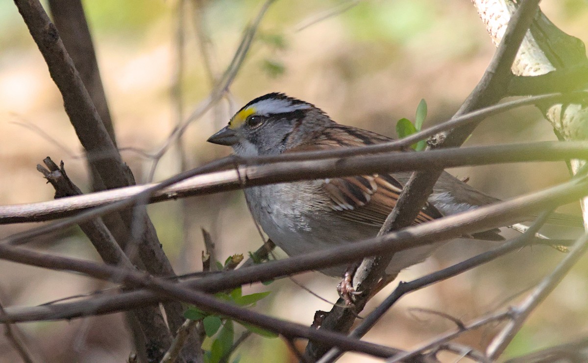 White-throated Sparrow - Brian Lemons