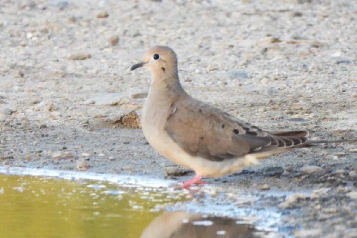 Mourning Dove - Michael I Christie