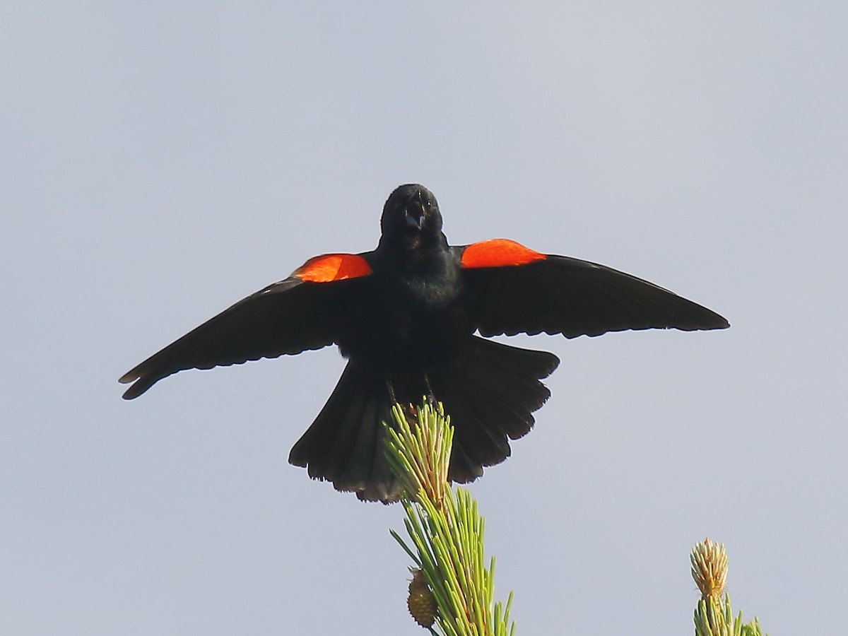 Red-winged Blackbird - ML617972708