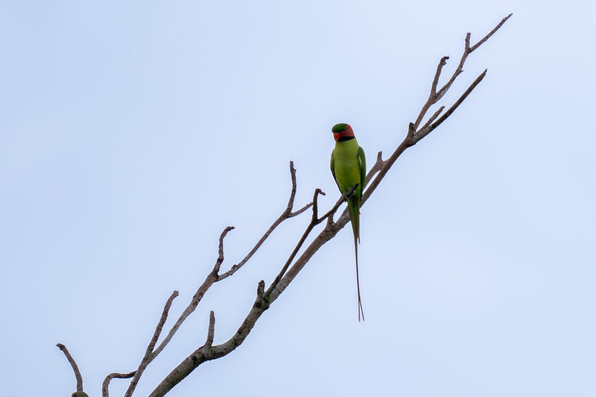 Long-tailed Parakeet - Jeff Kingma