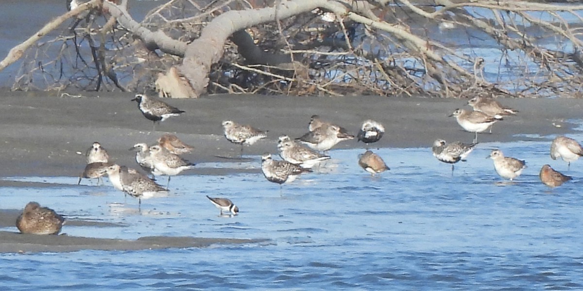 Semipalmated Plover - ML617972742