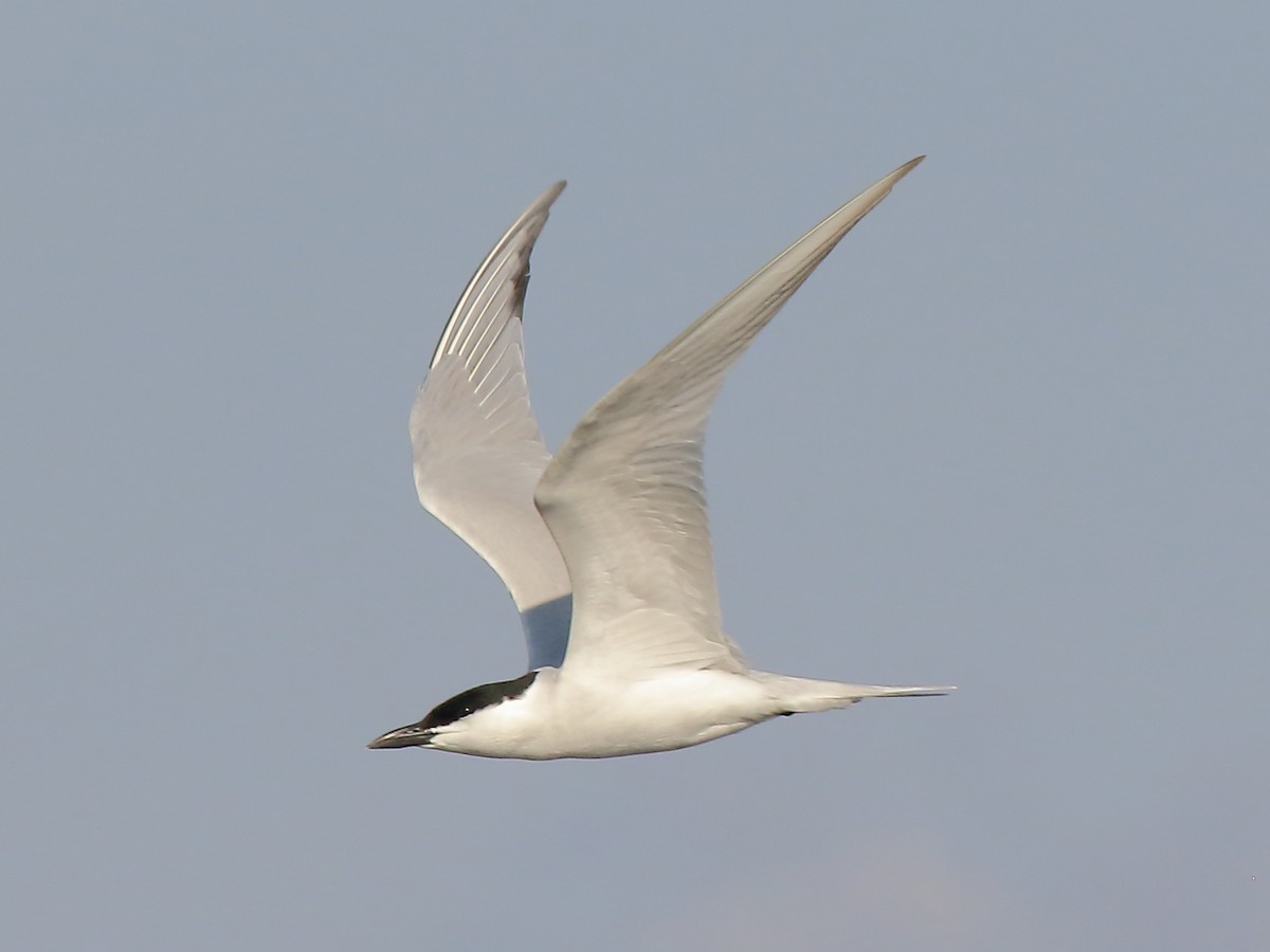 Gull-billed Tern - Doug Beach