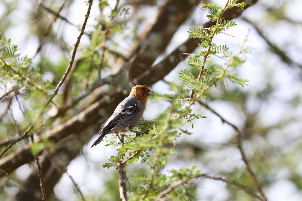 Red-throated Tit - ML617972778
