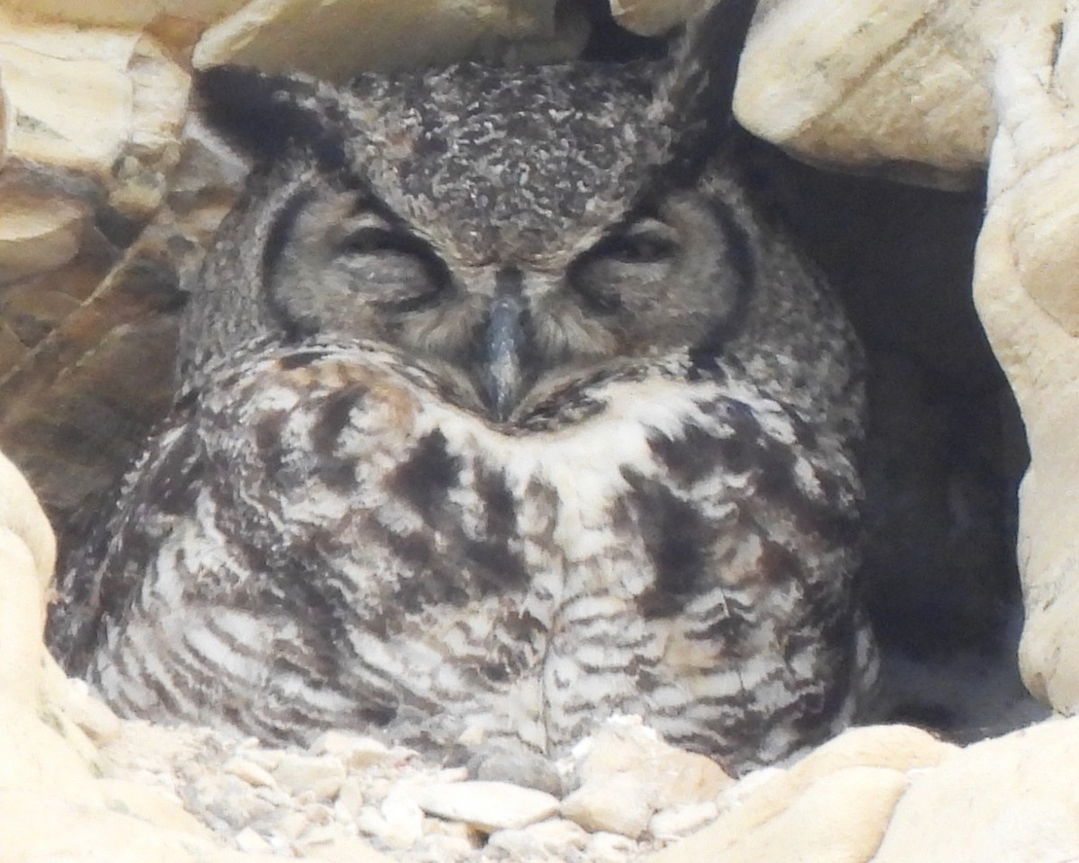 Great Horned Owl - ML617972794