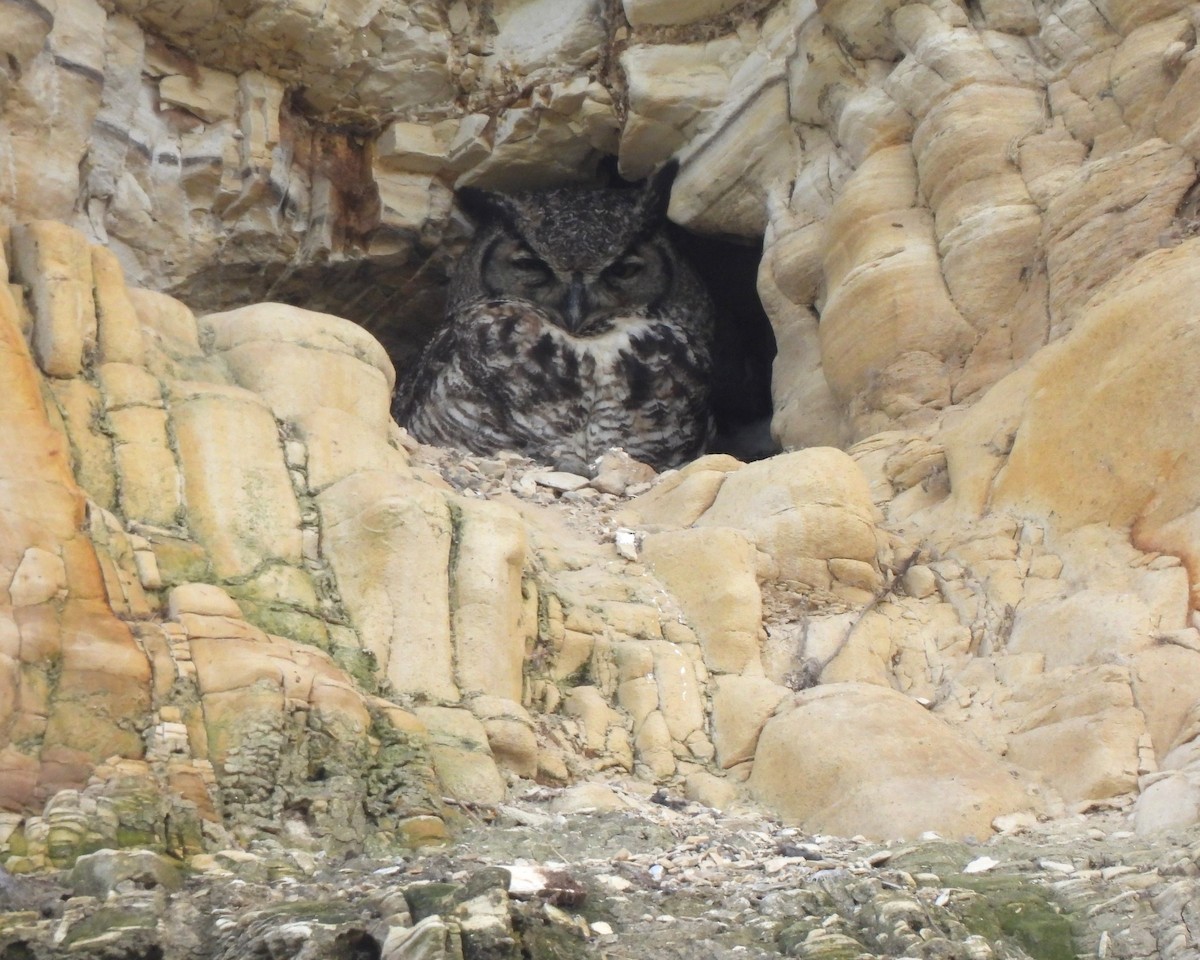 Great Horned Owl - ML617972798