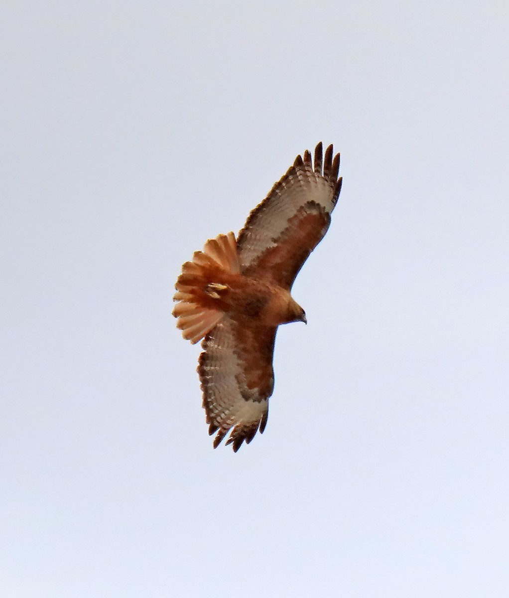 Red-tailed Hawk - ML617972876