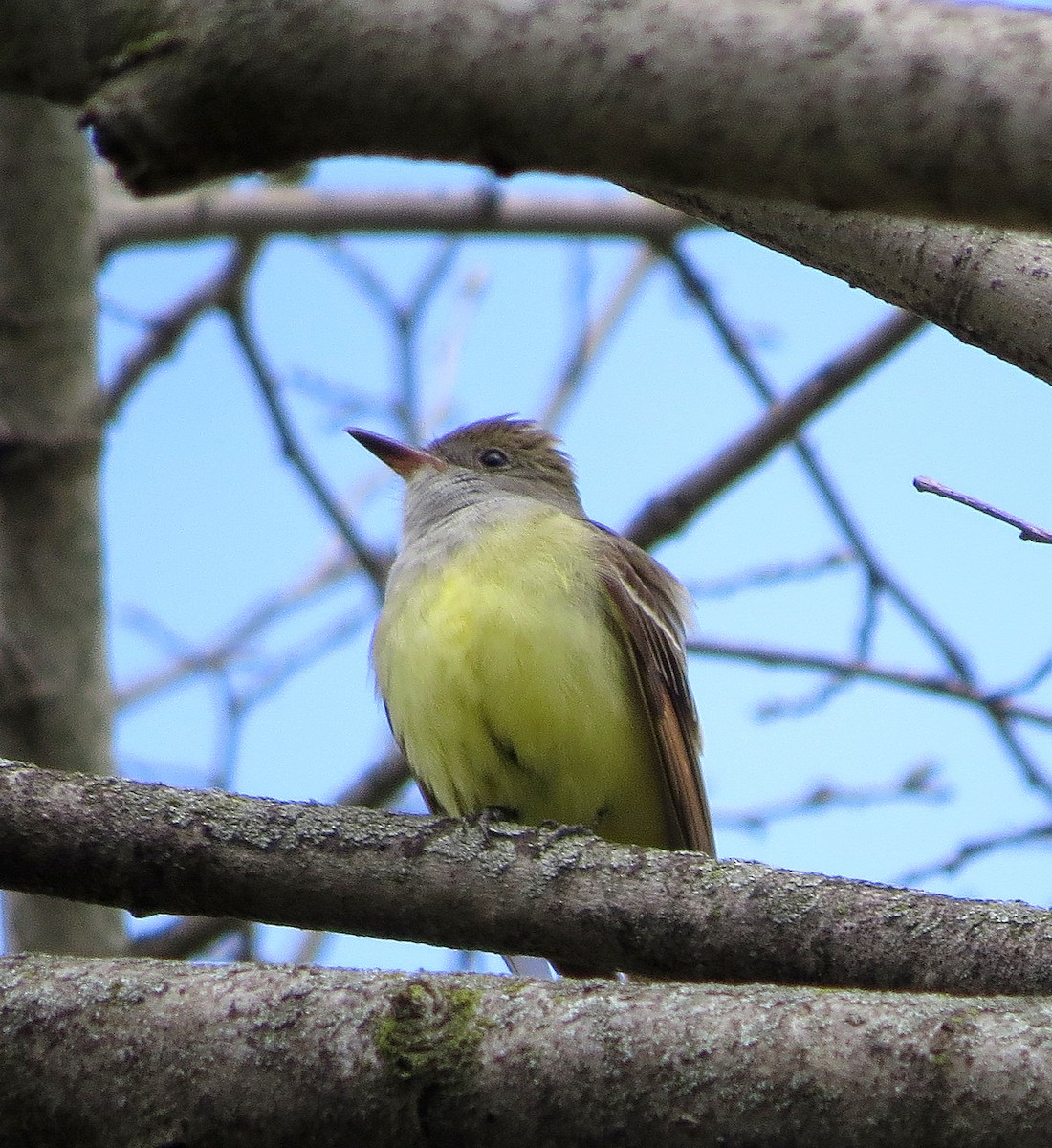 Great Crested Flycatcher - ML617972885