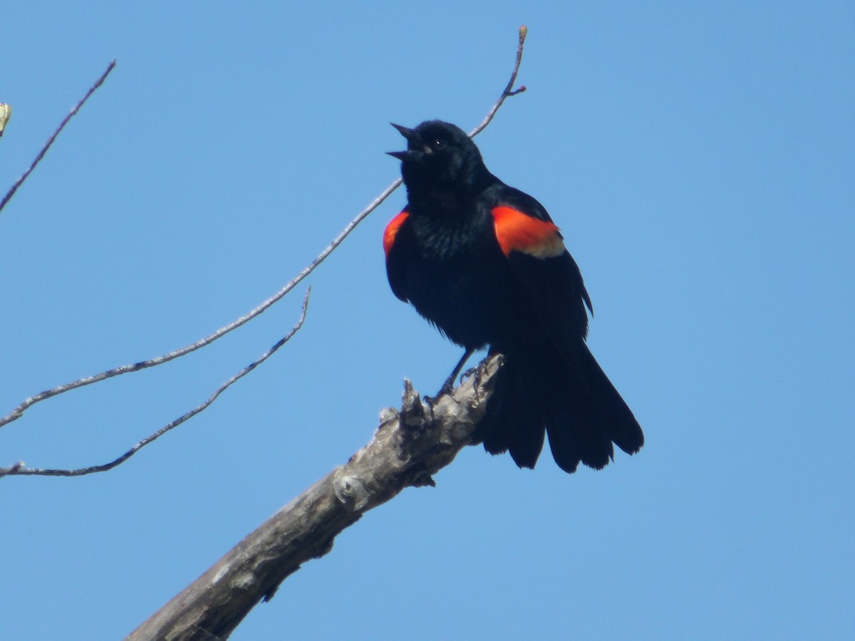 Red-winged Blackbird - ML617972898