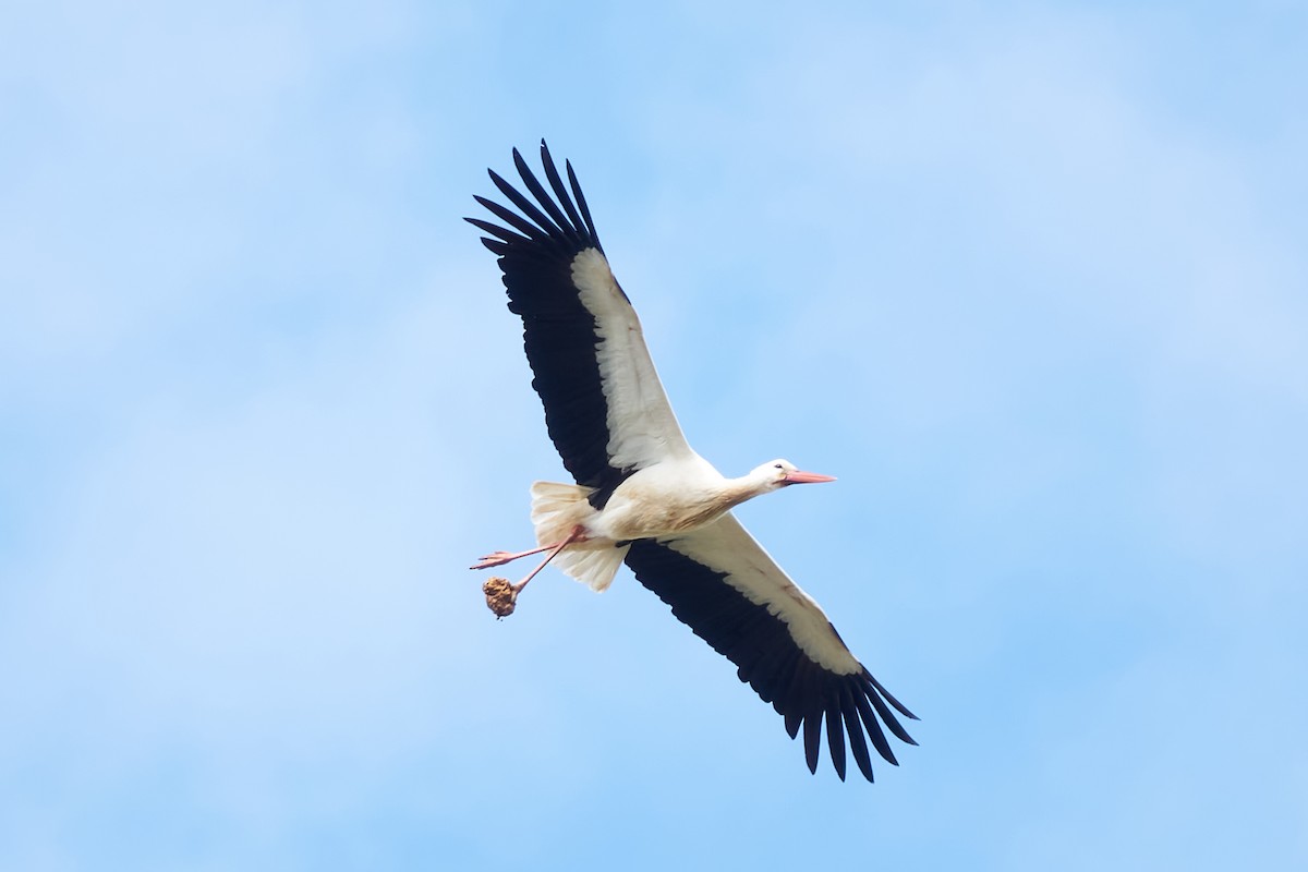 White Stork - Luis Manso