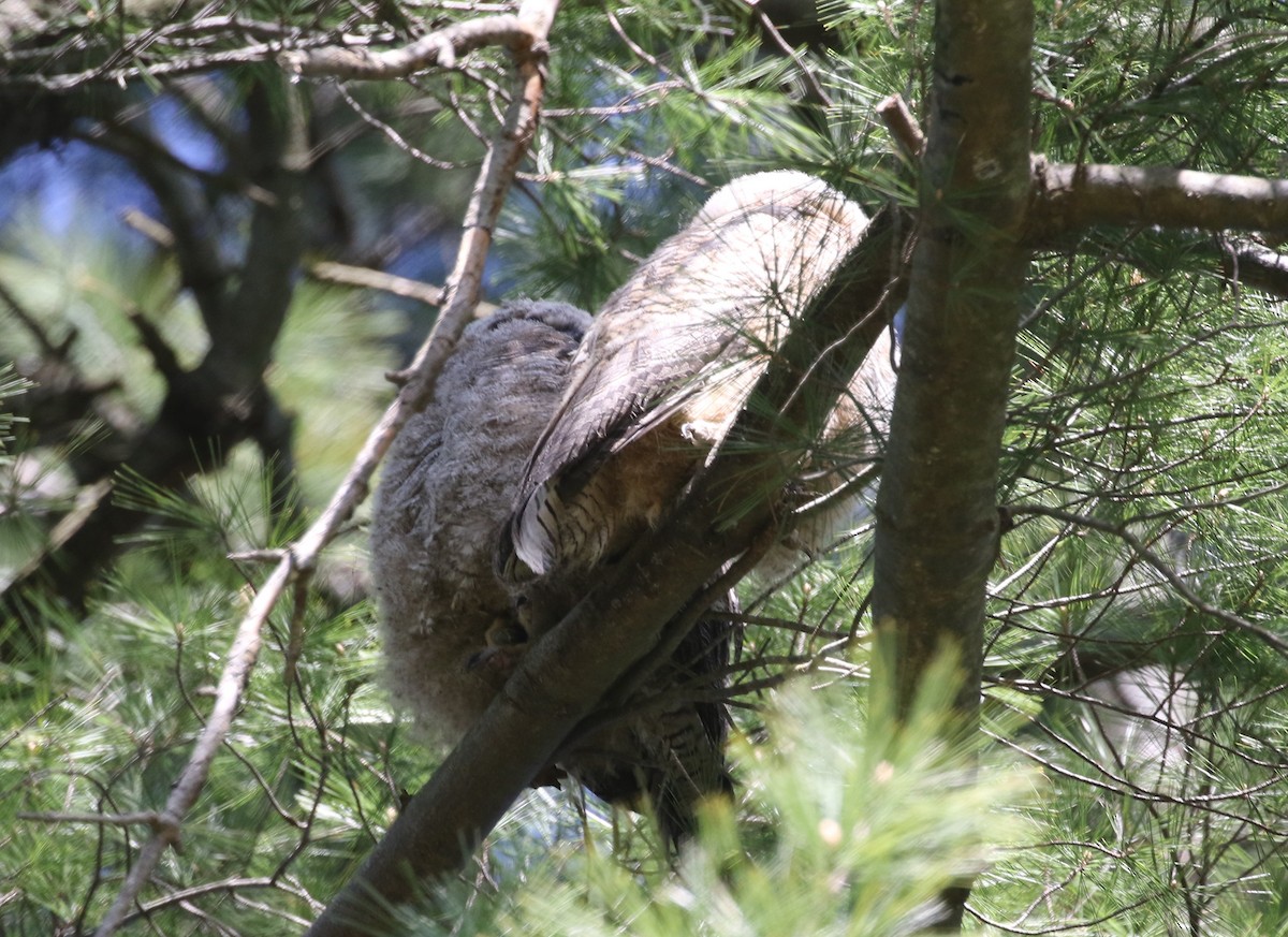 Great Horned Owl - ML617972904