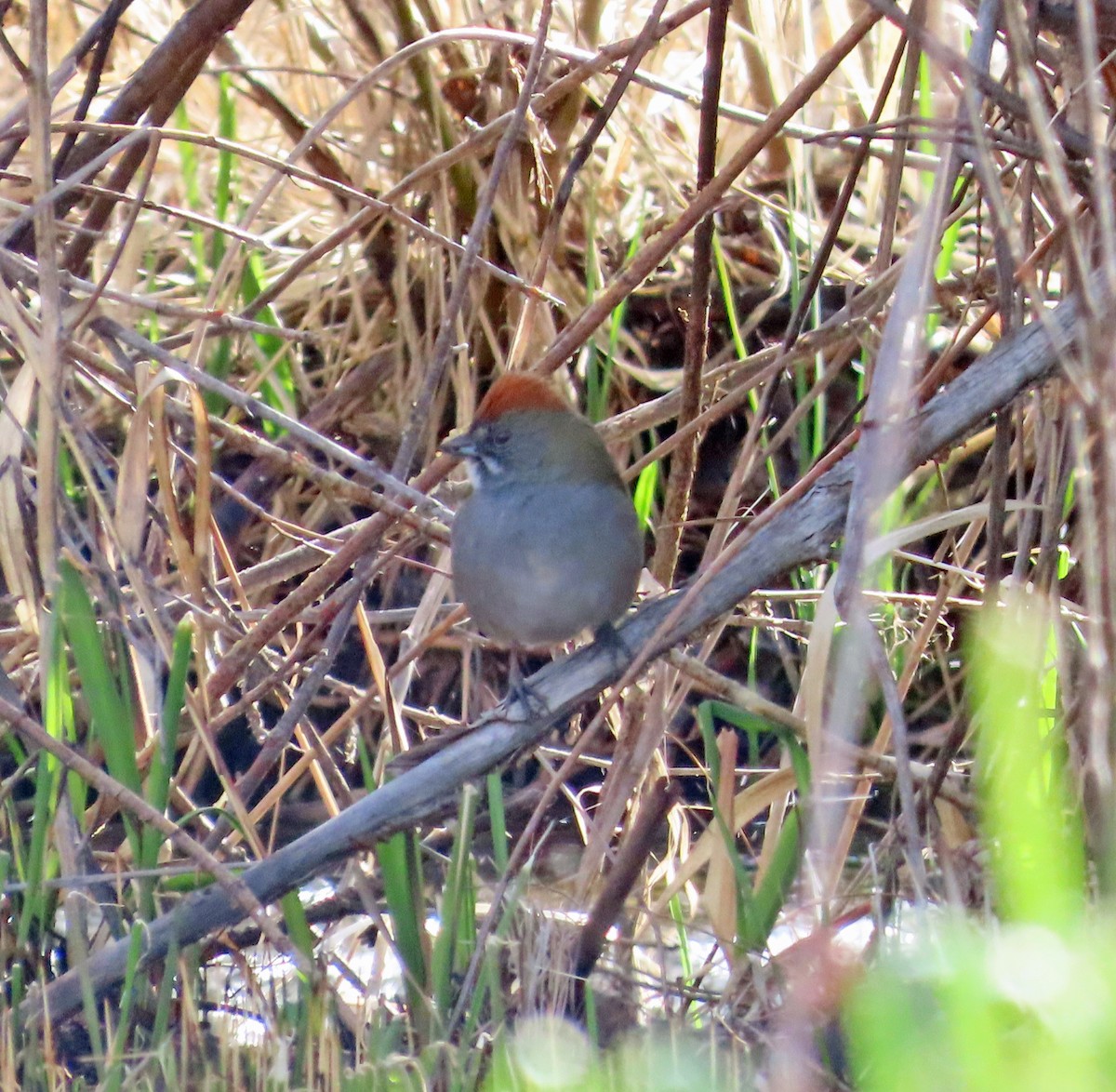 Green-tailed Towhee - JoAnn Potter Riggle 🦤