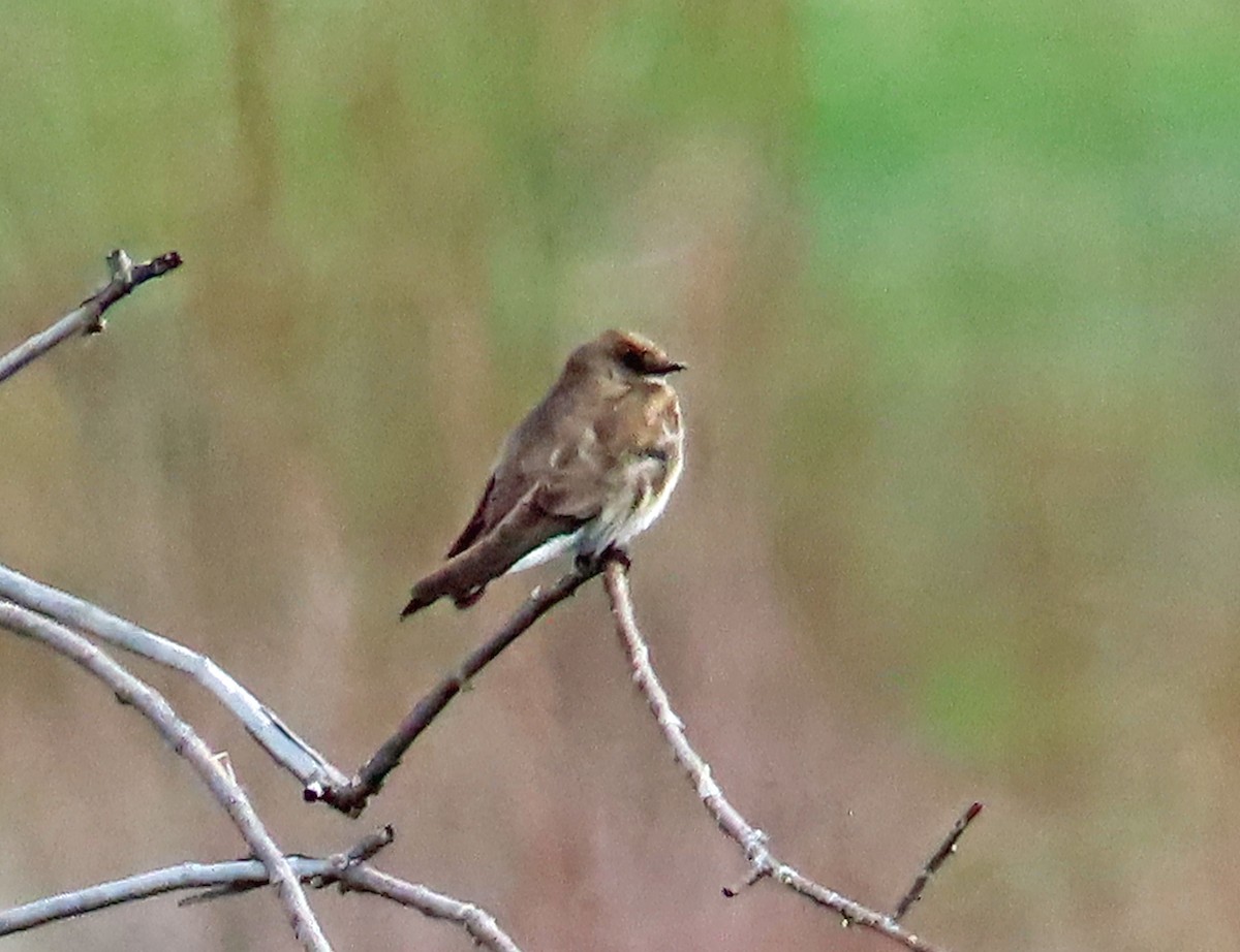 Northern Rough-winged Swallow - ML617972927