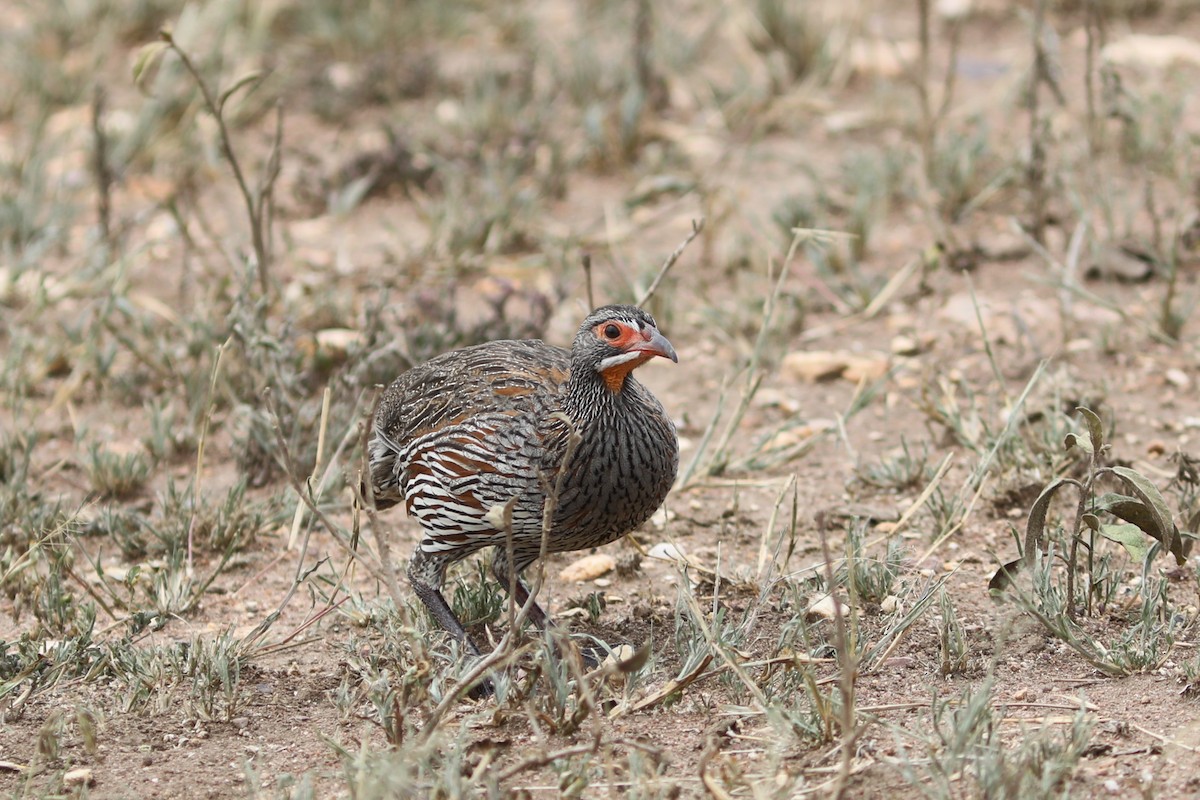Gray-breasted Spurfowl - ML617972955
