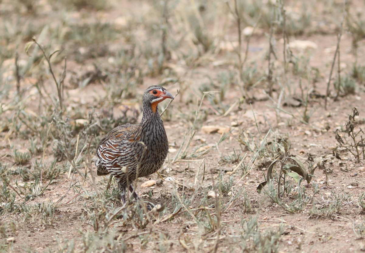 Gray-breasted Spurfowl - ML617972956