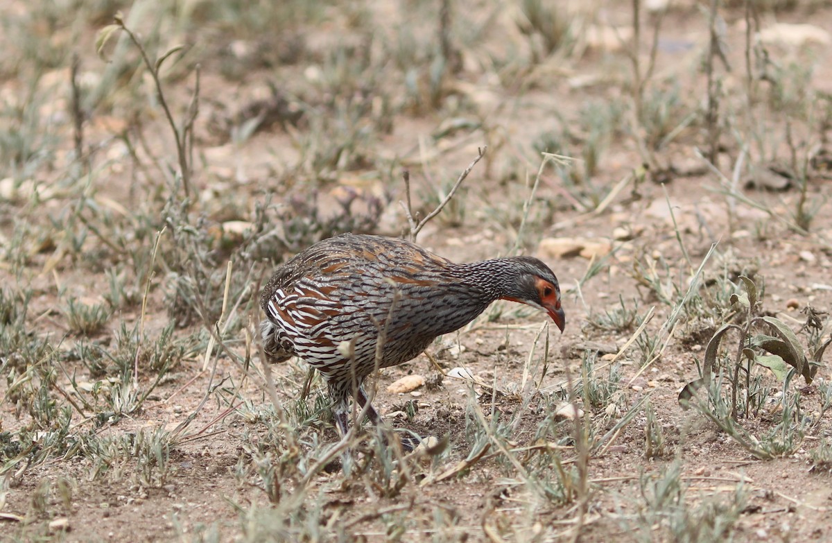 Gray-breasted Spurfowl - ML617972957