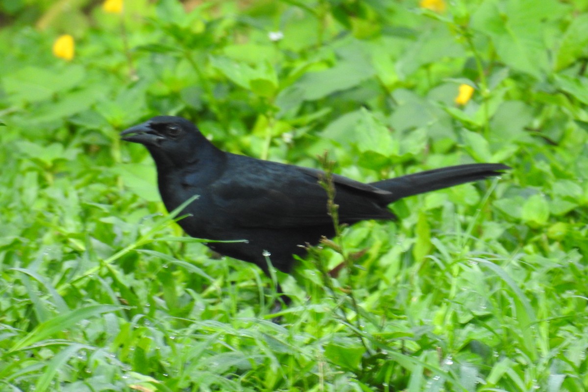 Great-tailed Grackle - ML617972968
