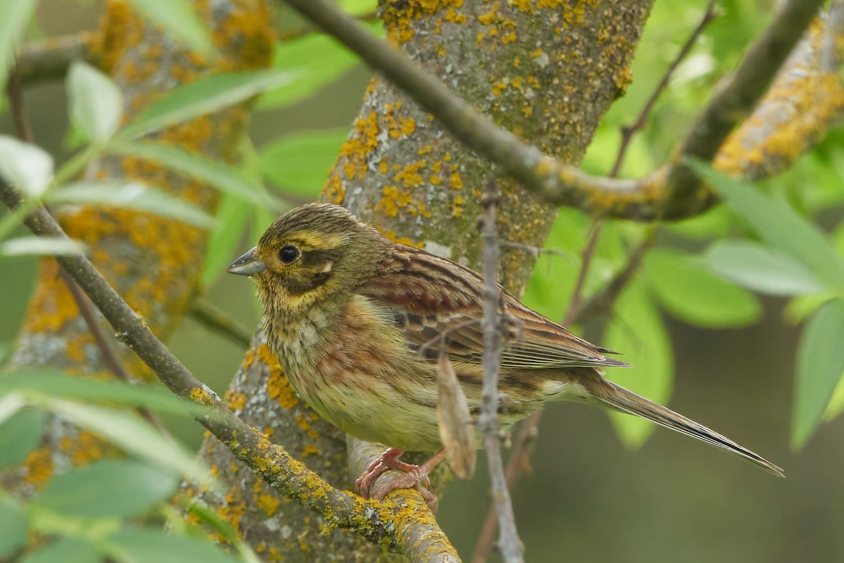 Cirl Bunting - Luis Manso