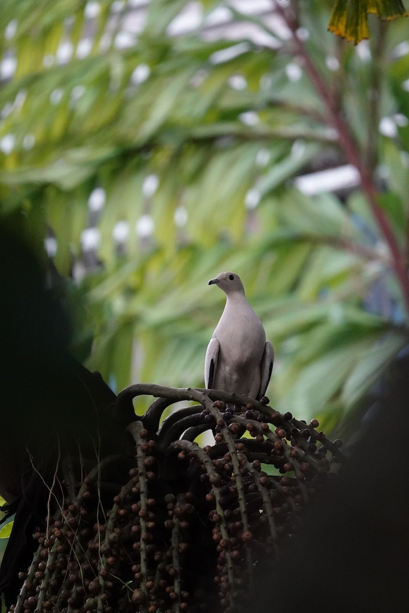 Pied Imperial-Pigeon - ML617973026