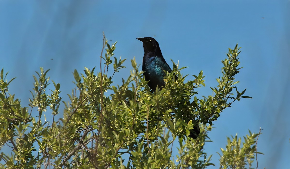 Boat-tailed Grackle - ML617973053