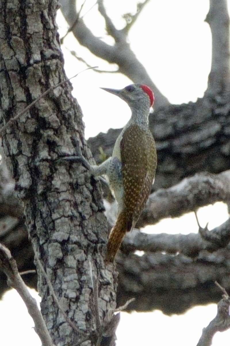 Fine-spotted Woodpecker - ML617973059