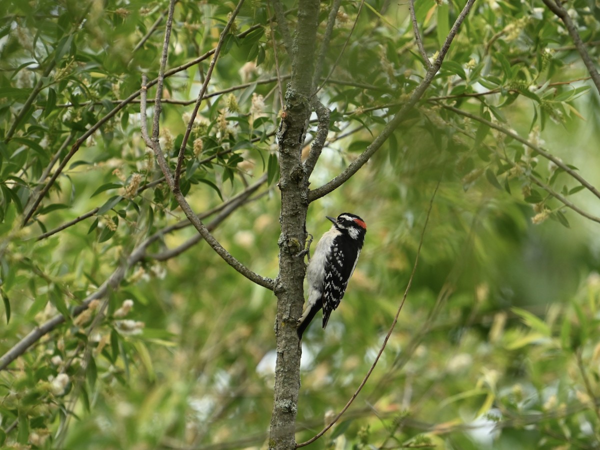 Downy Woodpecker - ML617973068