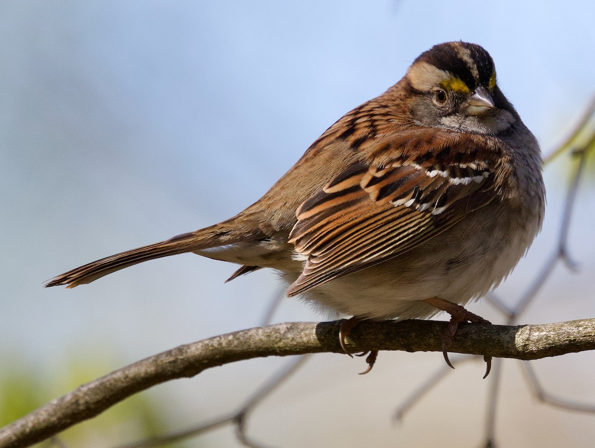 White-throated Sparrow - ML617973110
