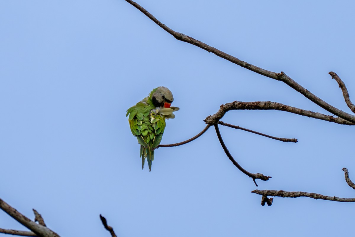 Red-breasted Parakeet - ML617973140