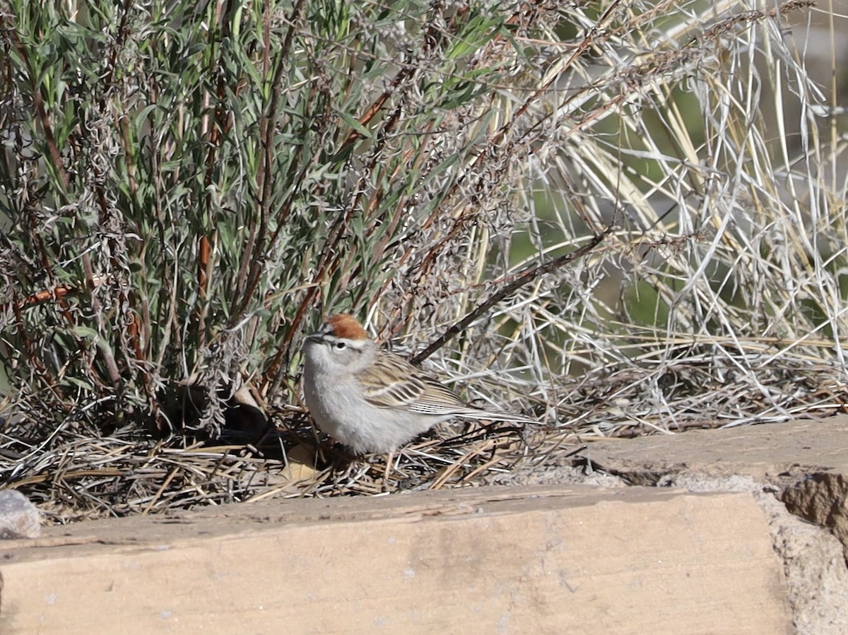 Chipping Sparrow - ML617973145