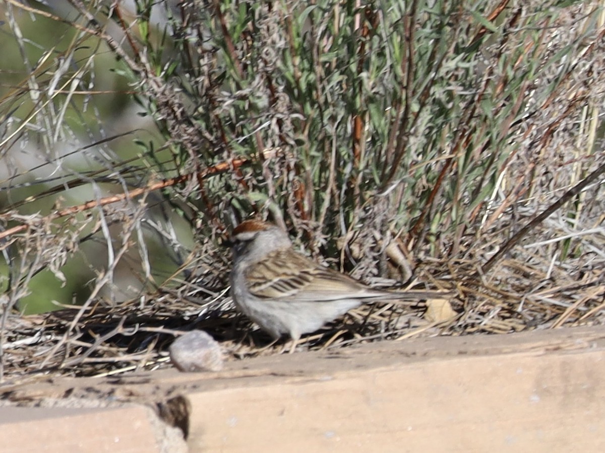 Chipping Sparrow - ML617973146
