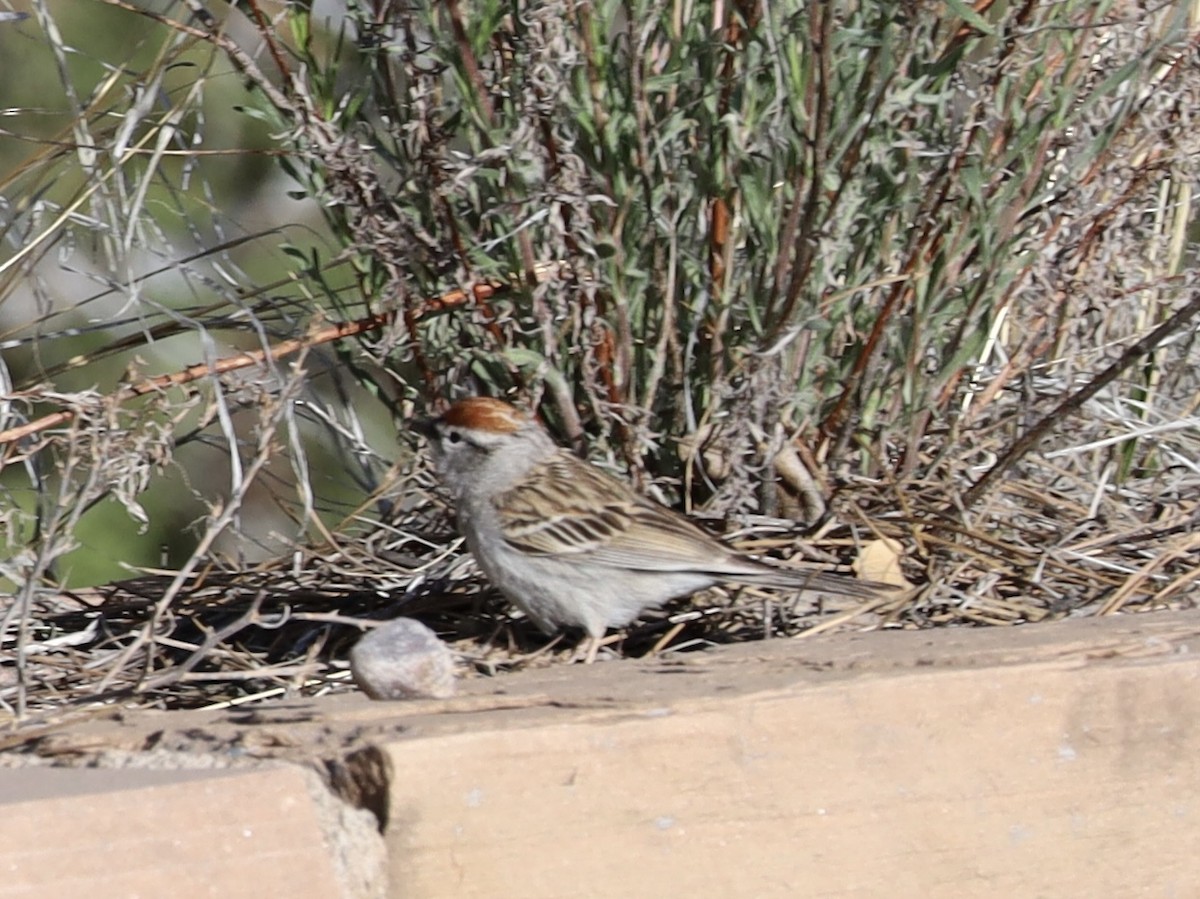 Chipping Sparrow - ML617973147