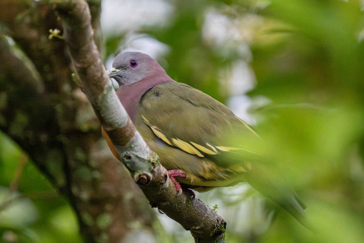 Pink-necked Green-Pigeon - ML617973173