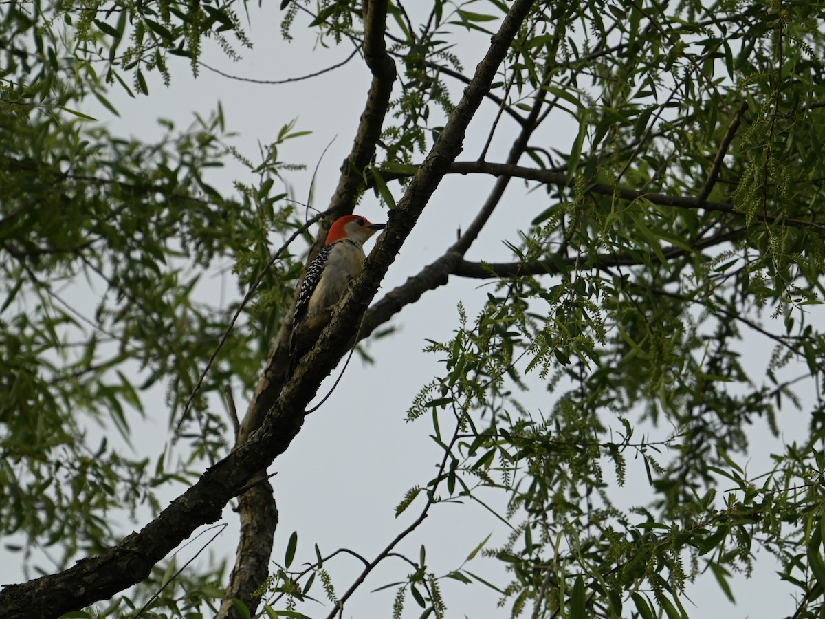 Red-bellied Woodpecker - ML617973188