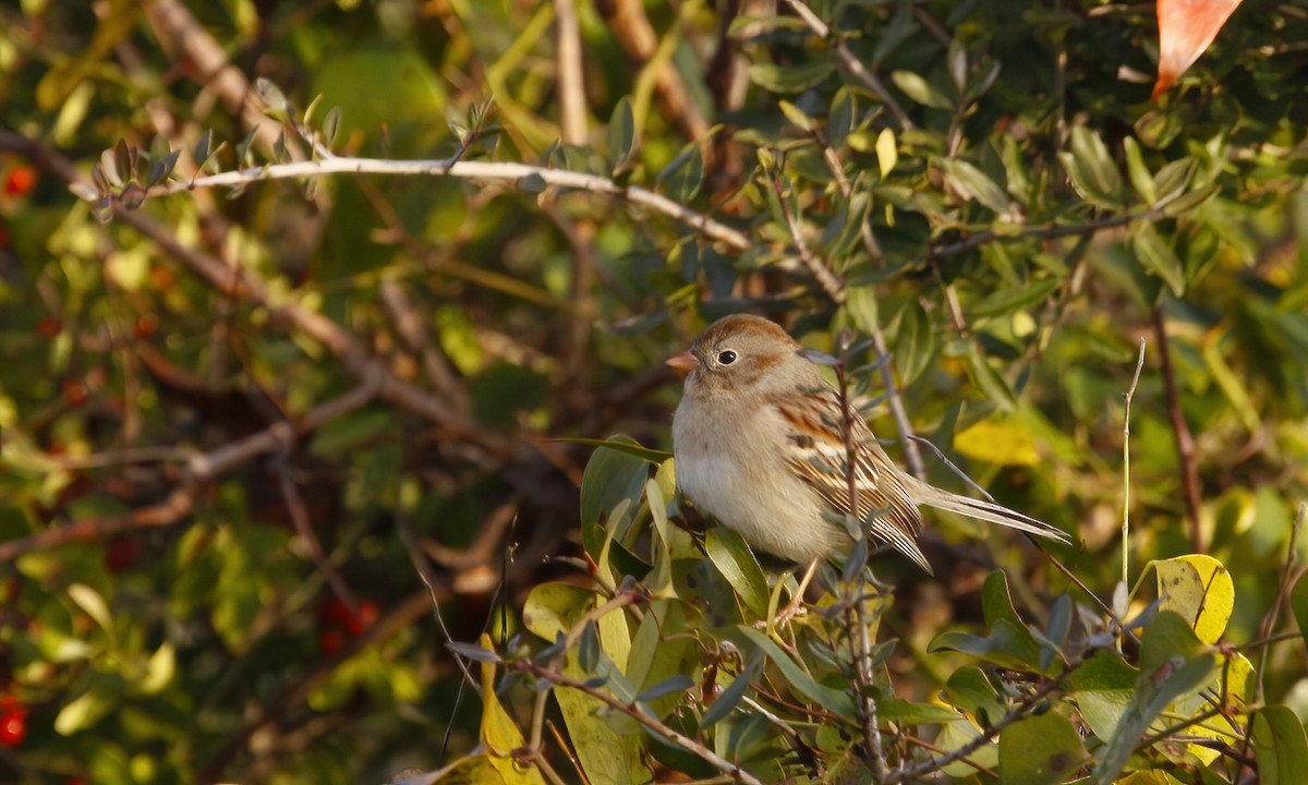 Field Sparrow - ML617973231