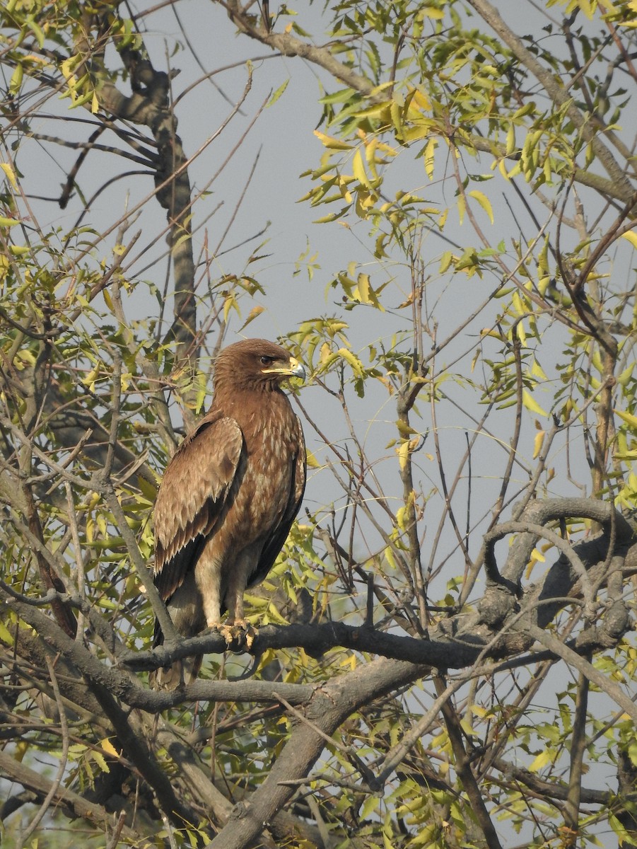 Indian Spotted Eagle - Milind Ganatra