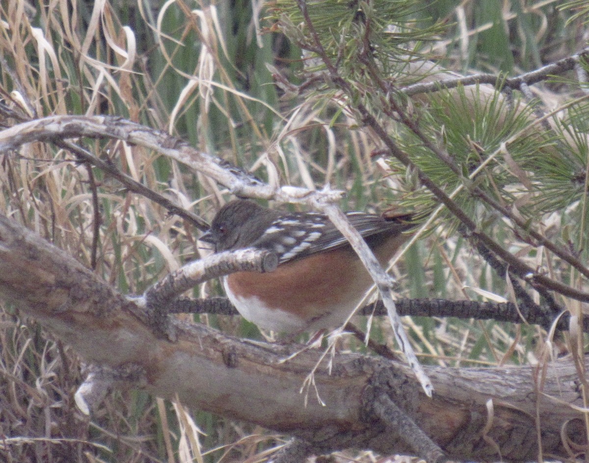 Spotted Towhee - ML617973255