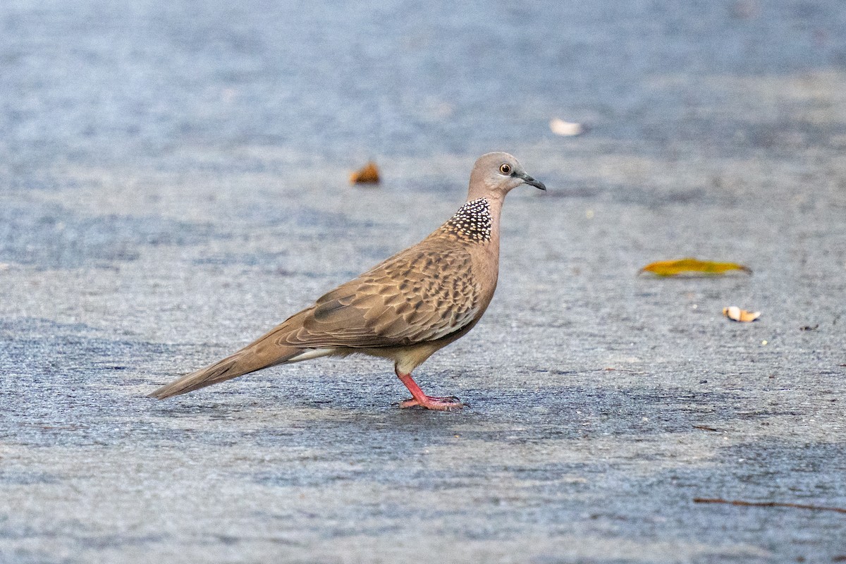 Spotted Dove - ML617973264