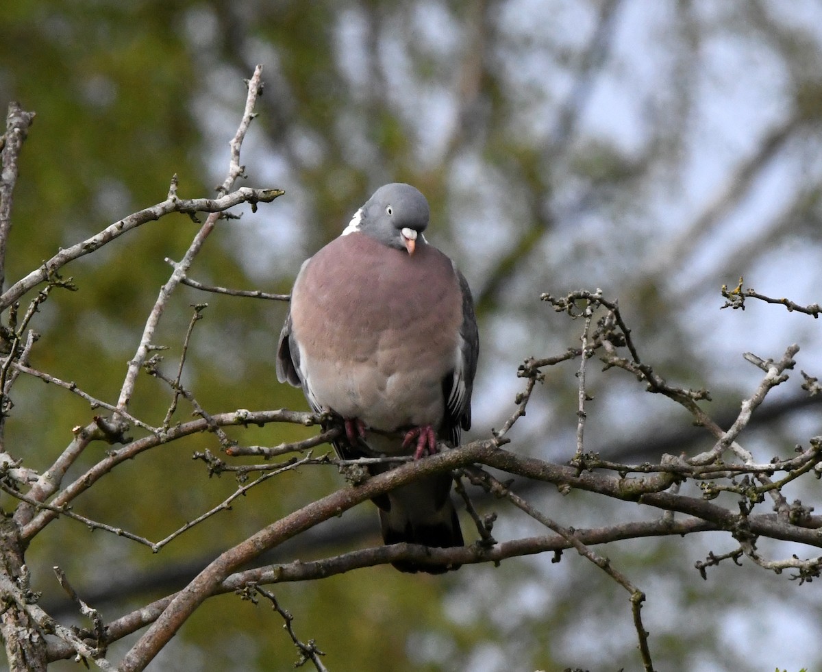 Common Wood-Pigeon (White-necked) - A Emmerson