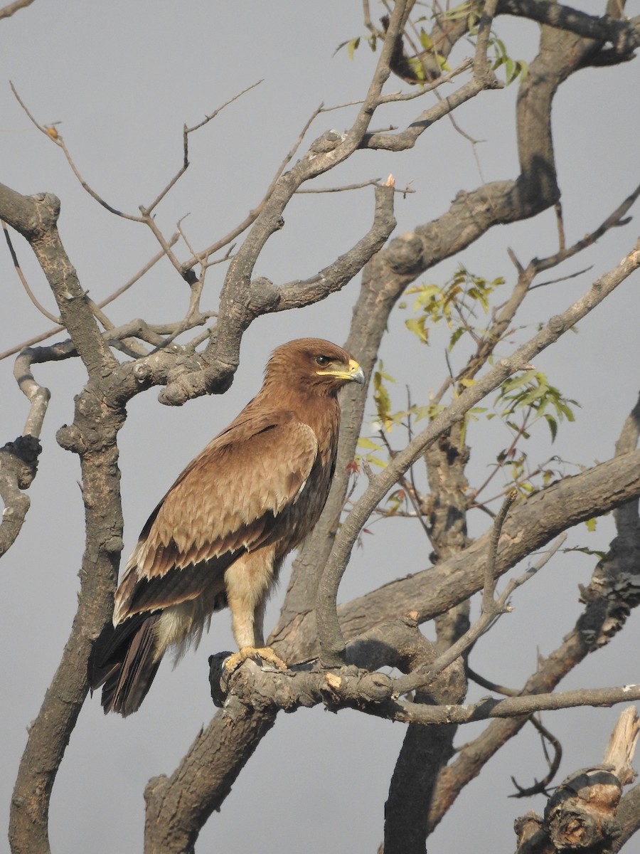 Indian Spotted Eagle - ML617973270