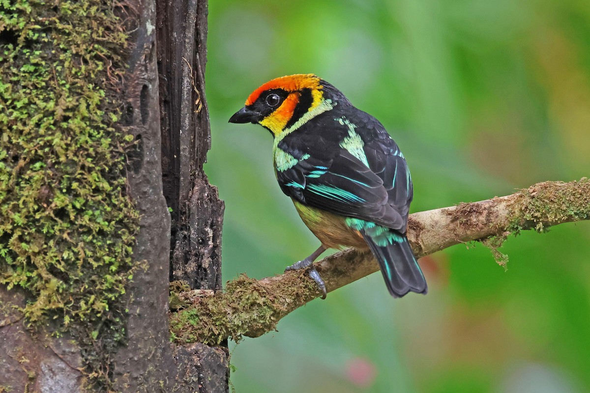 Flame-faced Tanager - ML617973299