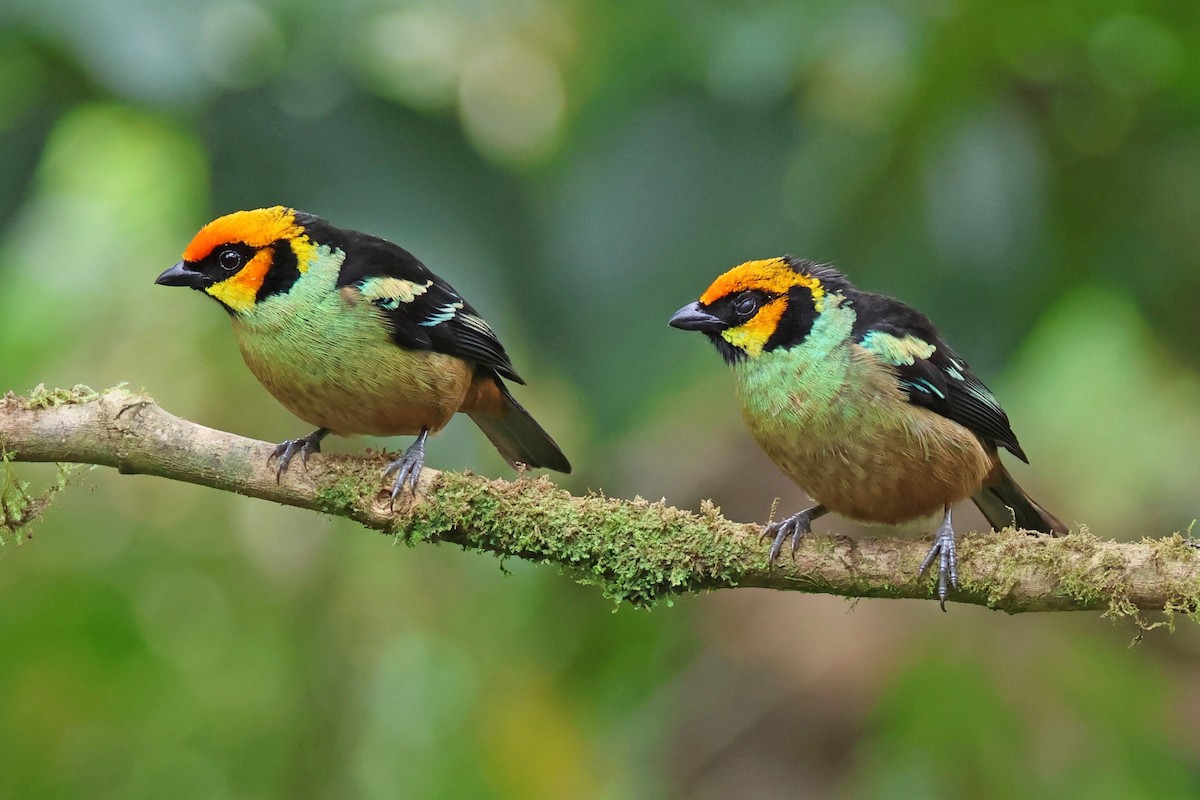 Flame-faced Tanager - ML617973308