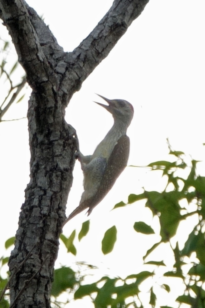 Fine-spotted Woodpecker - ML617973335