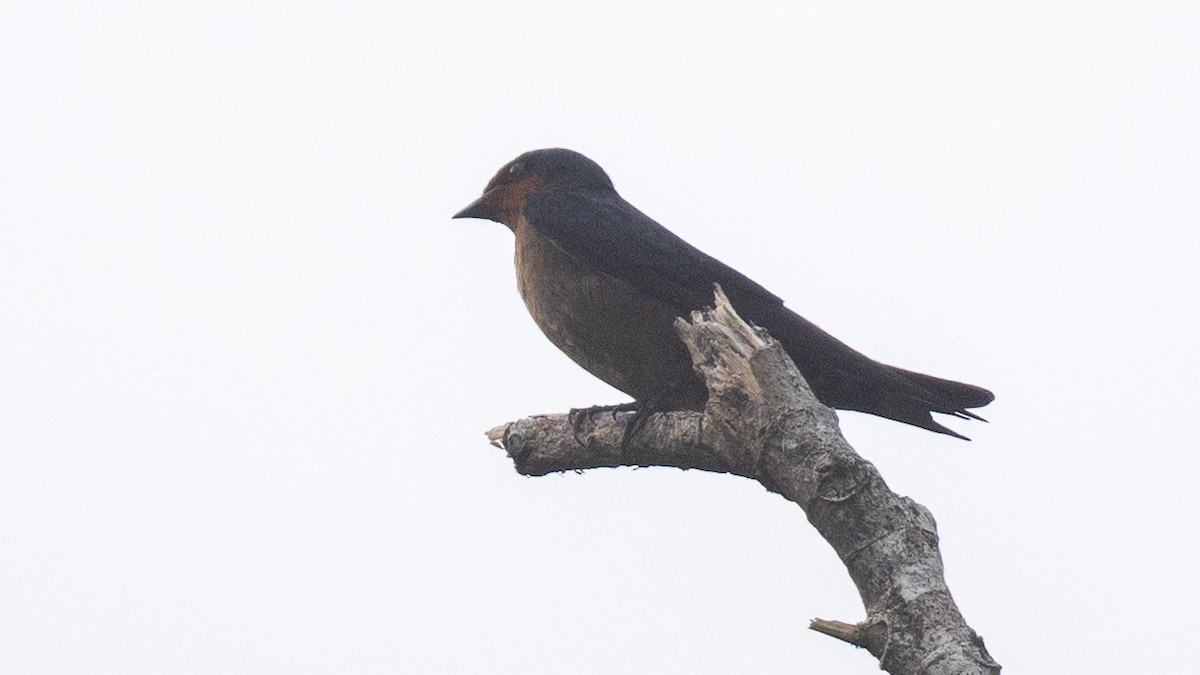 Pacific Swallow - ML617973342