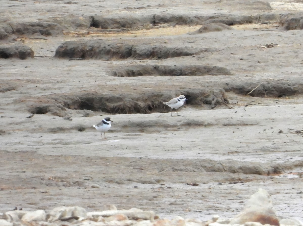 Semipalmated Plover - ML617973378